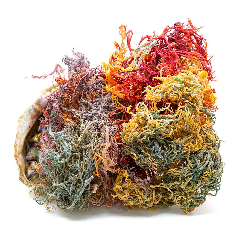 Raw Full Spectrum Sea Moss
