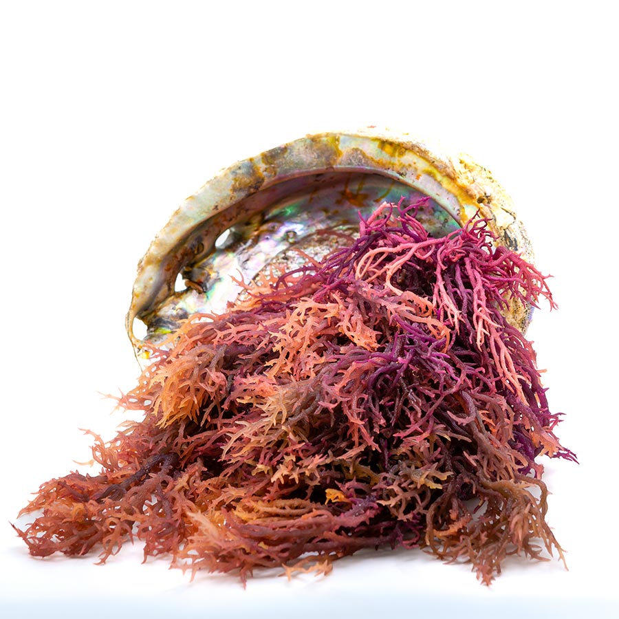 Raw Purple Sea Moss