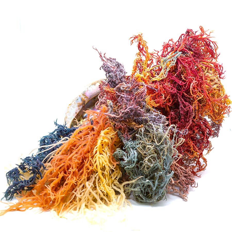 Raw Full Spectrum Sea Moss