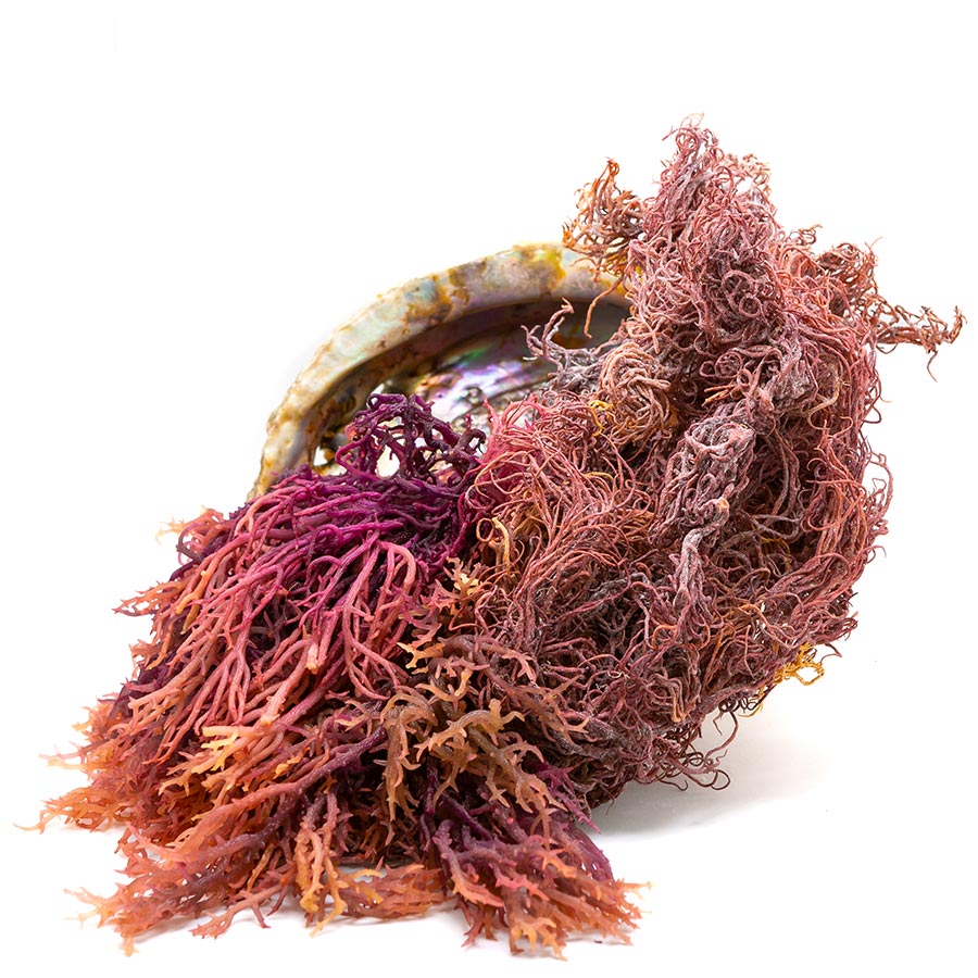 Raw Purple Sea Moss