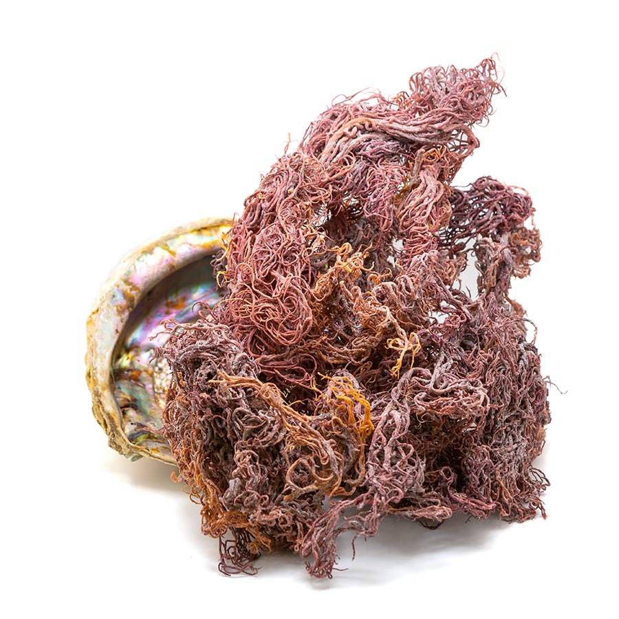 Raw Purple Sea Moss
